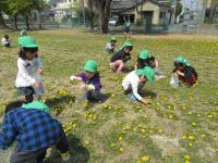 猿田公園でタンポポを摘んでいる様子の写真