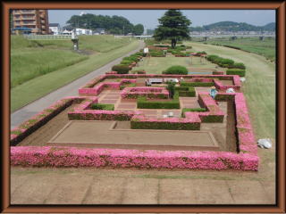 中橋緑地の中に咲いているツツジの花の写真