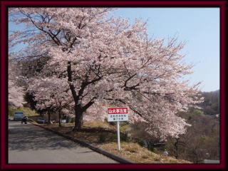 山前公園入り口に咲くサクラの花の写真（その1）