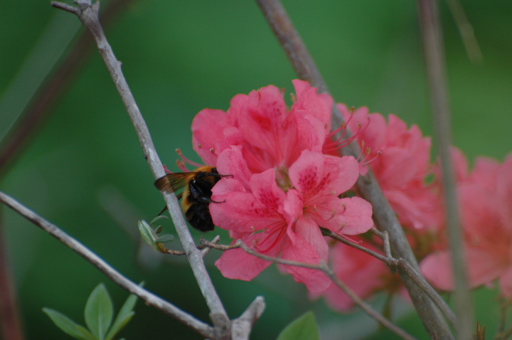 花と蜂の写真