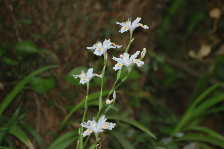 花の写真1