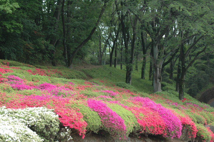 花の写真4