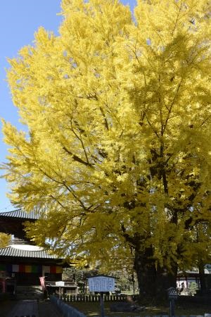 大銀杏の写真です。