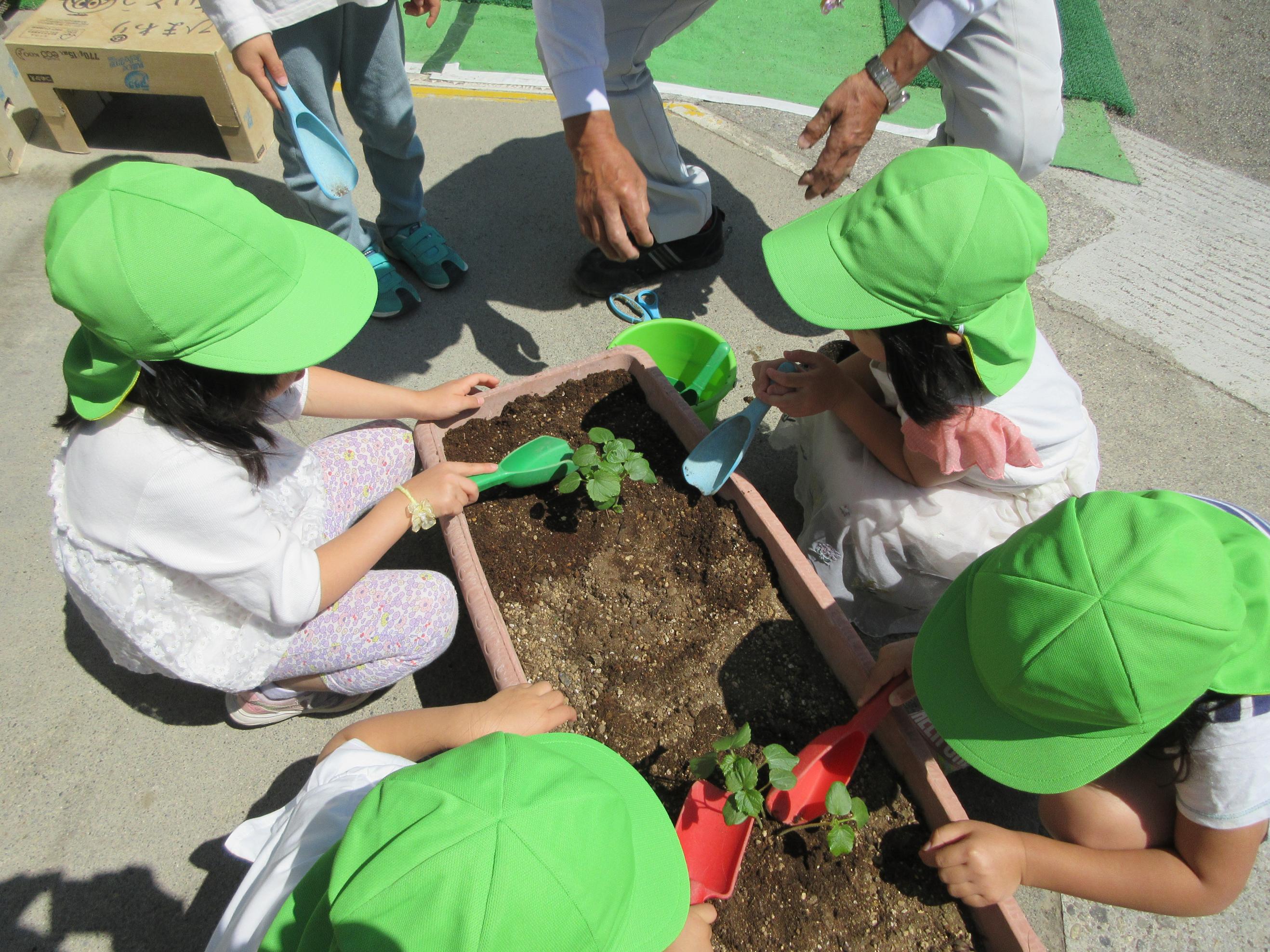 野菜の苗を植えている子どもたちの写真です