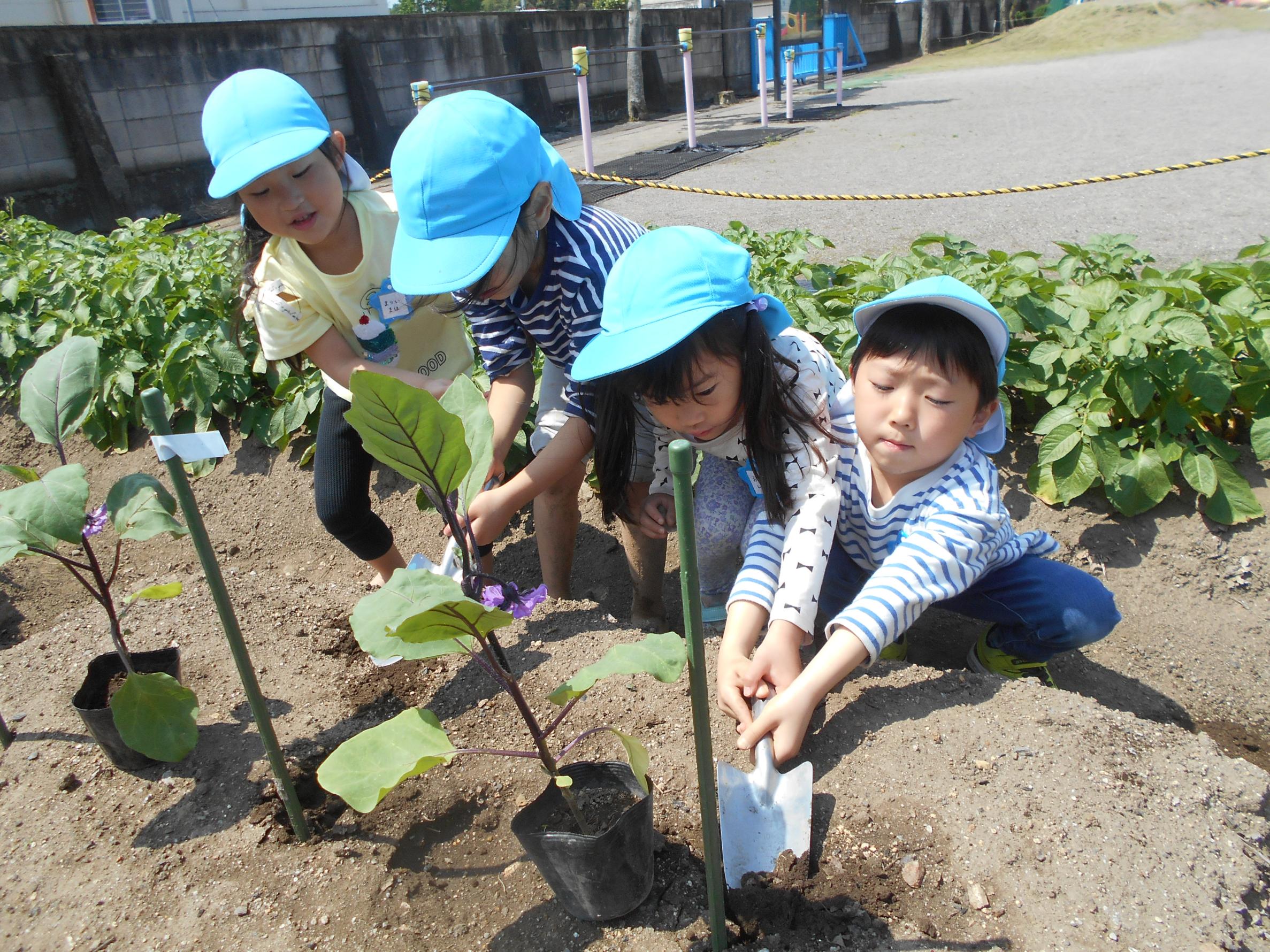 なすの苗植え