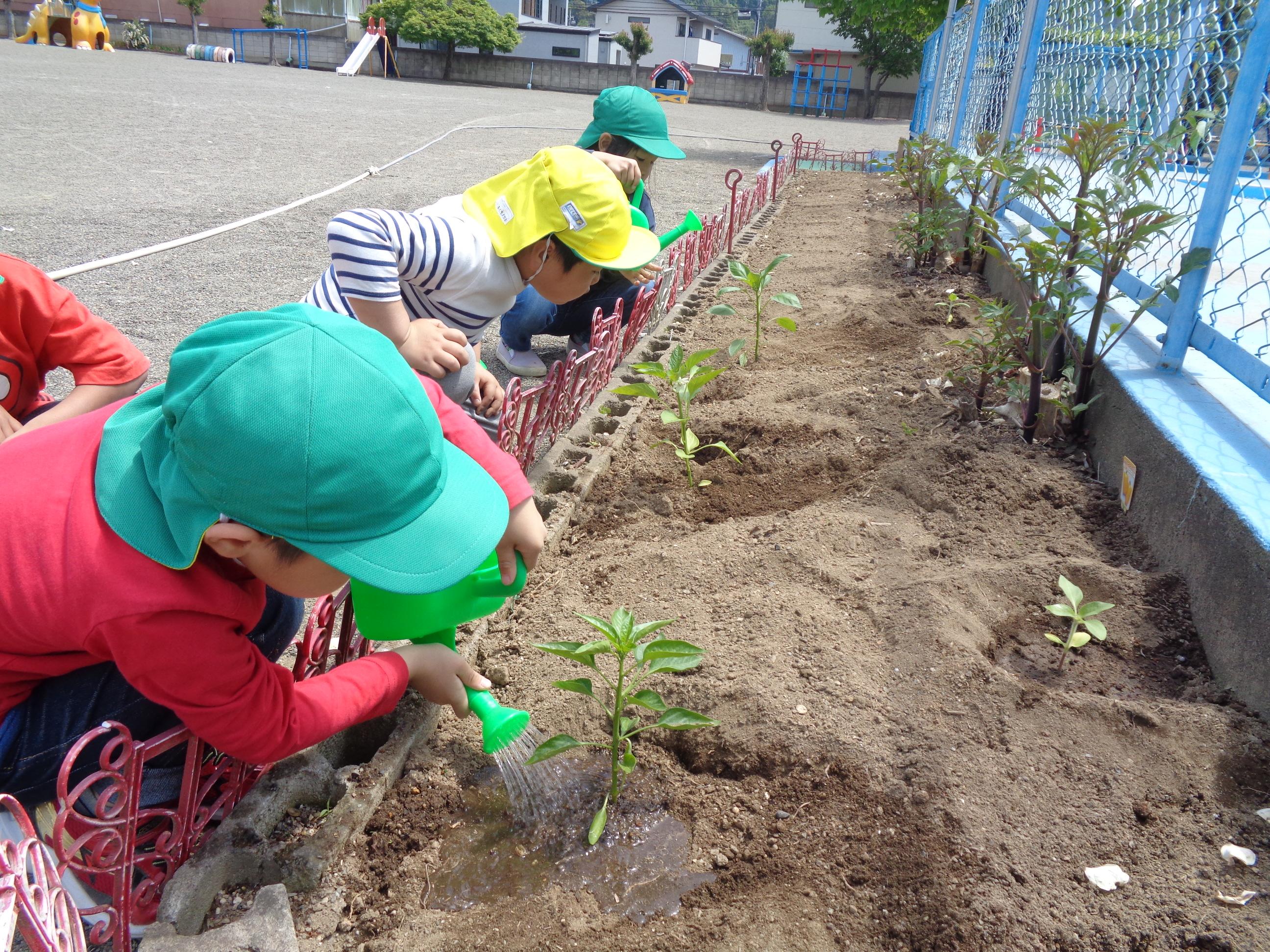 野菜の苗植え