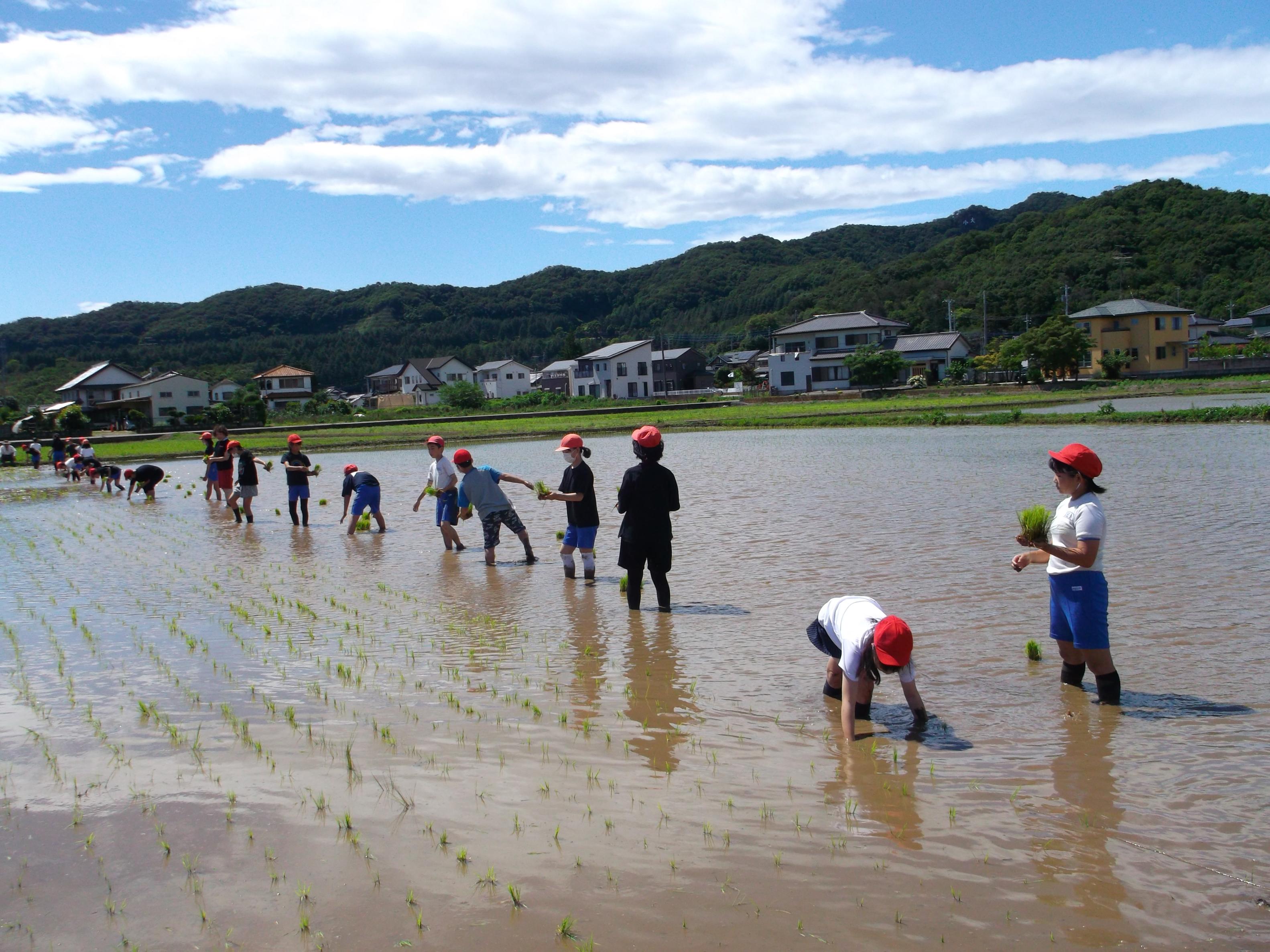 田植え1