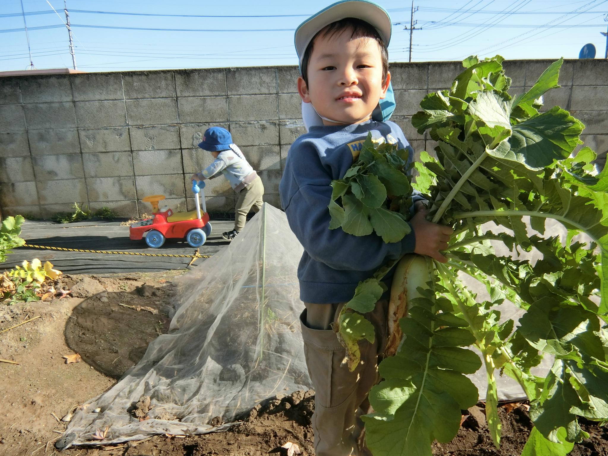 大根の収穫