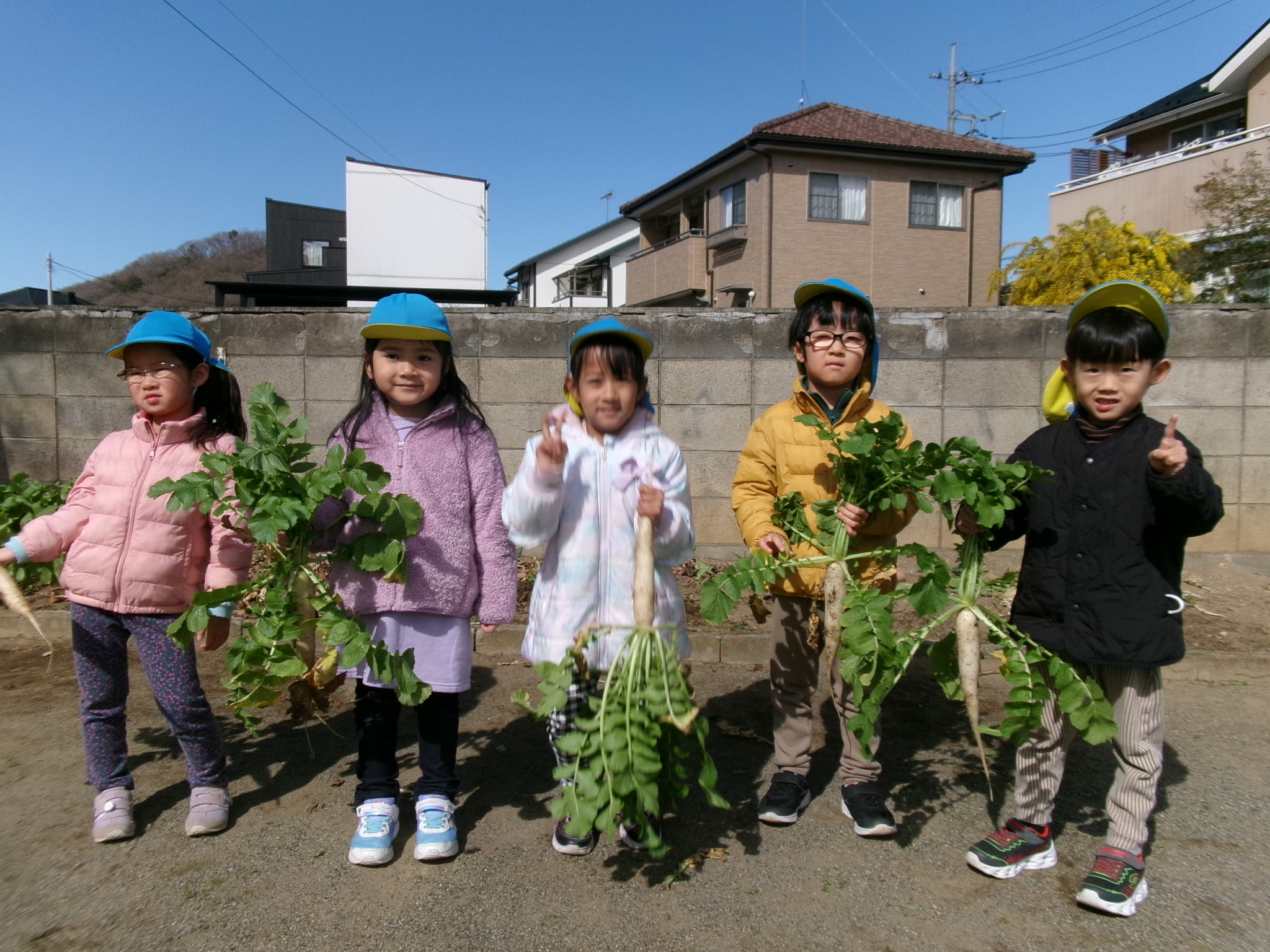 大根の収穫