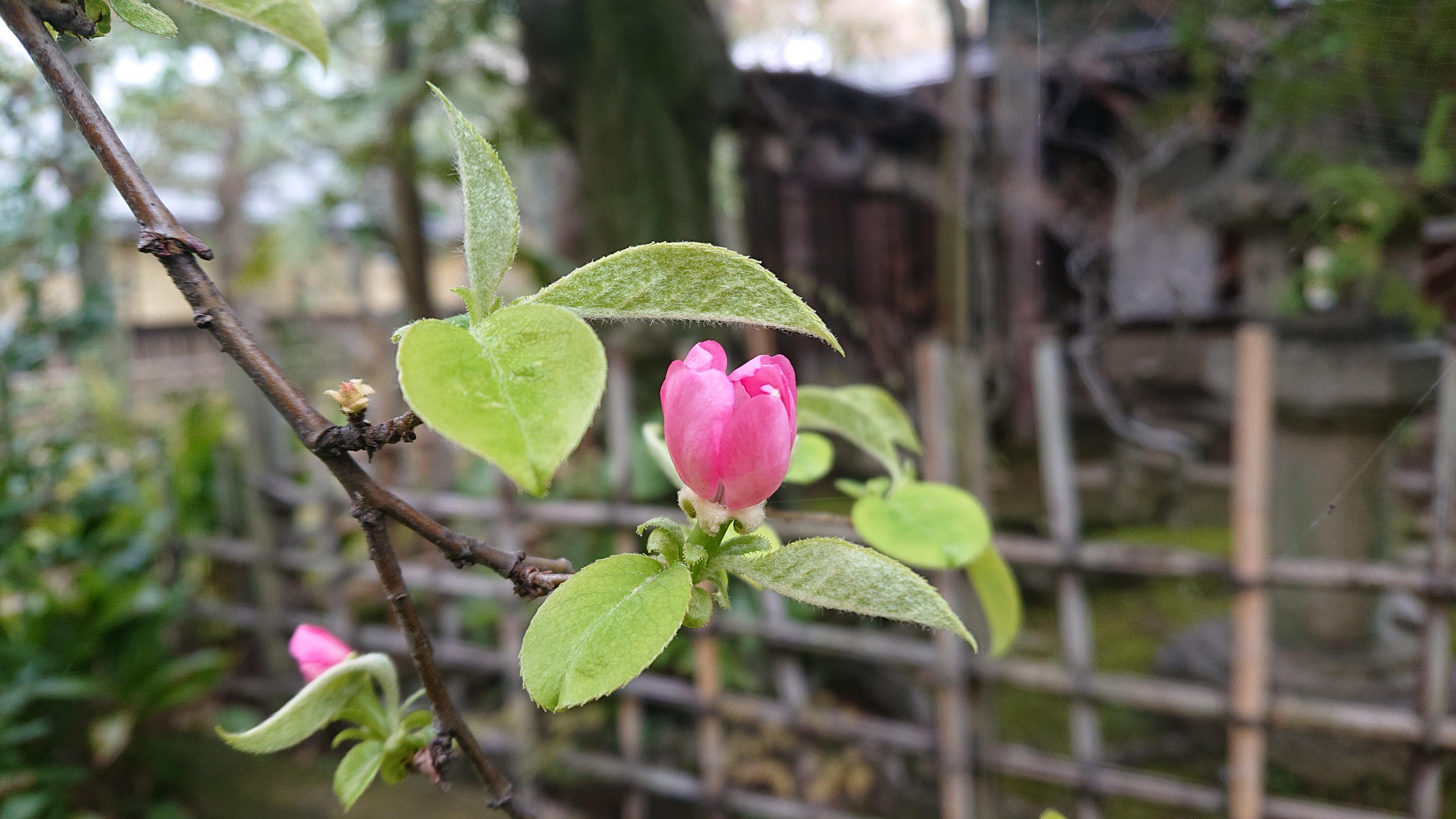 かりんの花のつぼみの写真