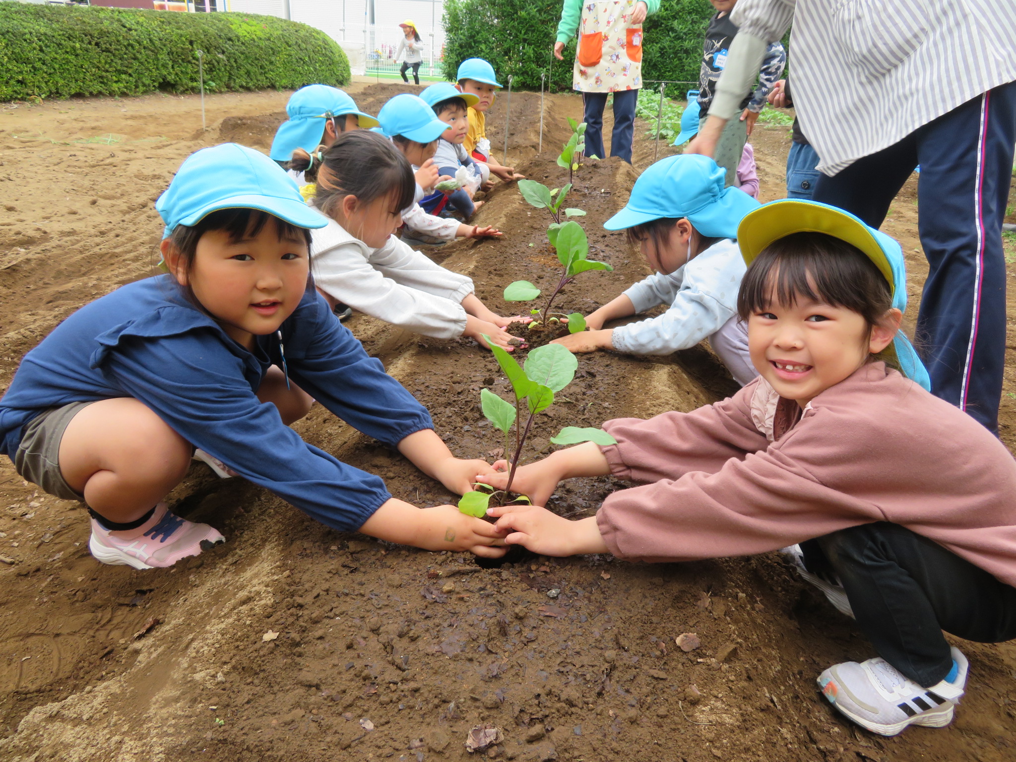 なすの苗植えの写真