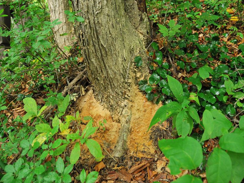 (写真提供：林野庁）被害木の状況