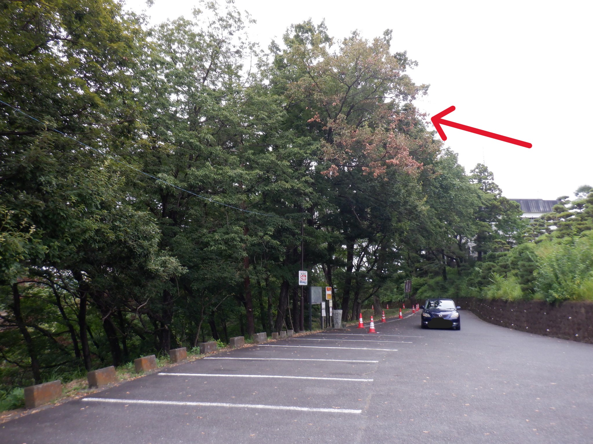 道路の通行に支障がある危険木