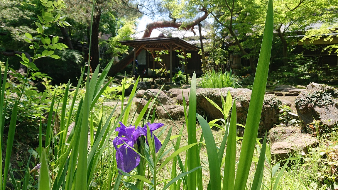 物外軒庭園の春（庭園のかきつばた）