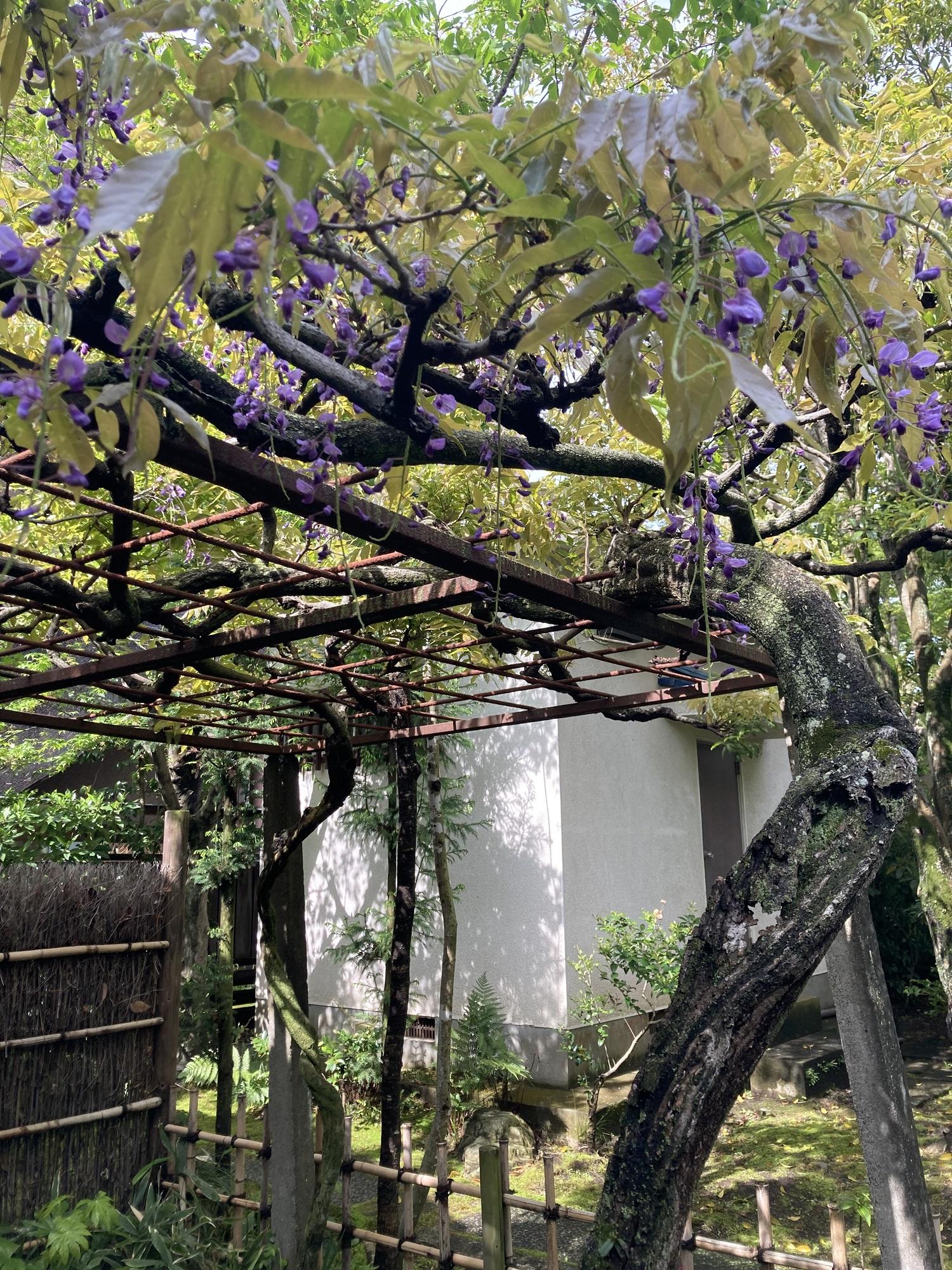 物外軒庭園の春（藤棚）