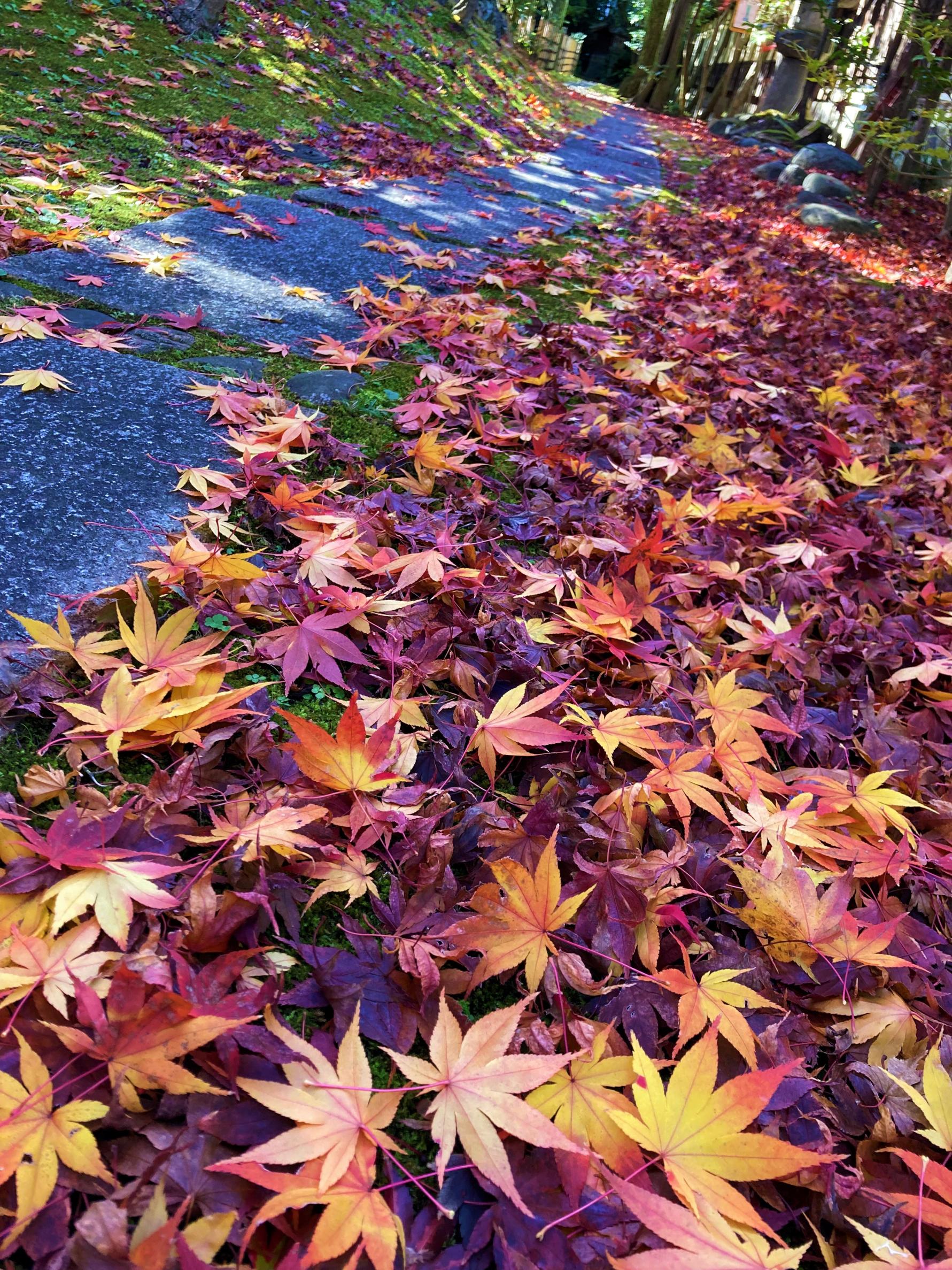 物外軒庭園の秋（もみじの錦）