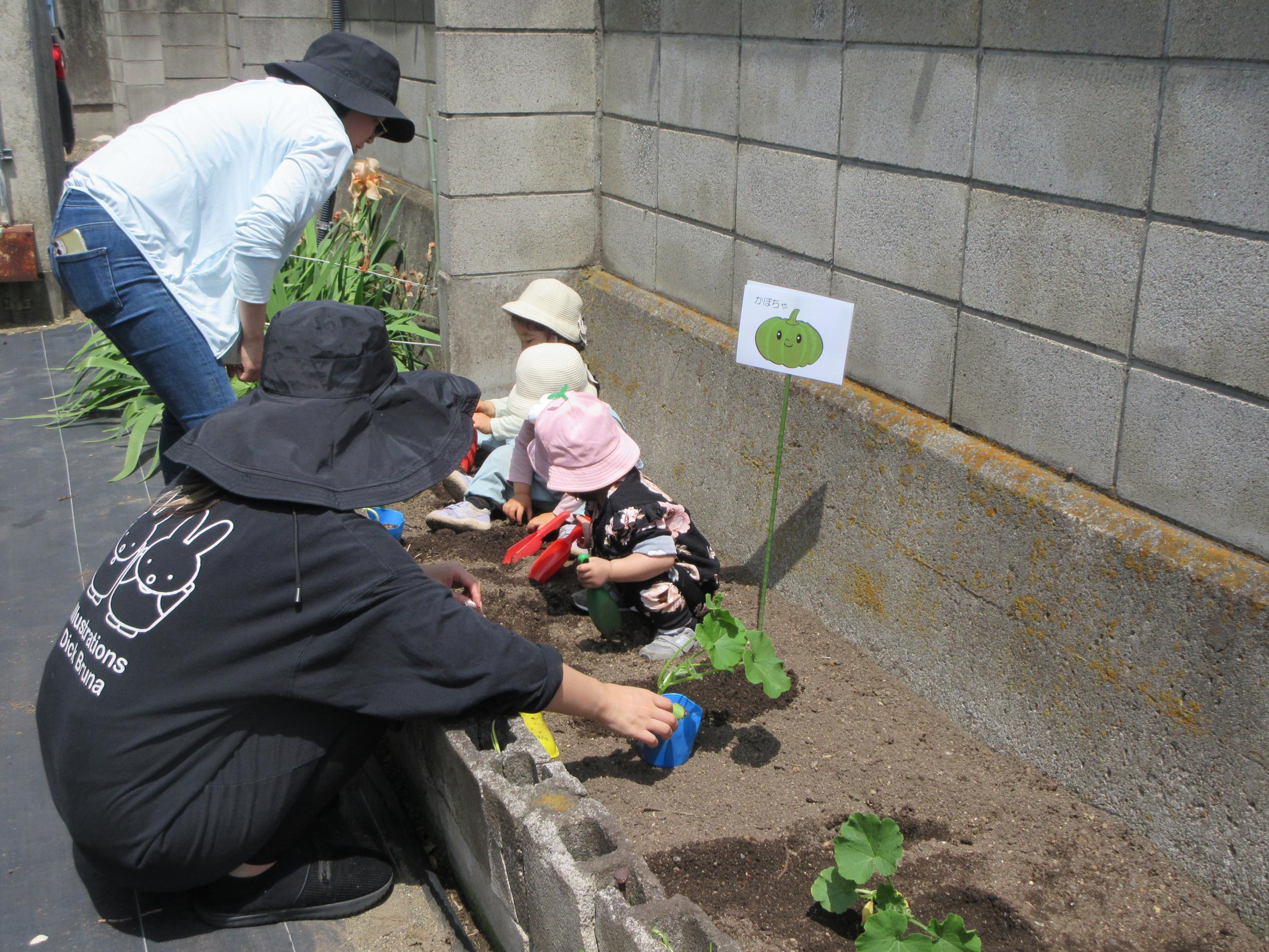 野菜の苗植え