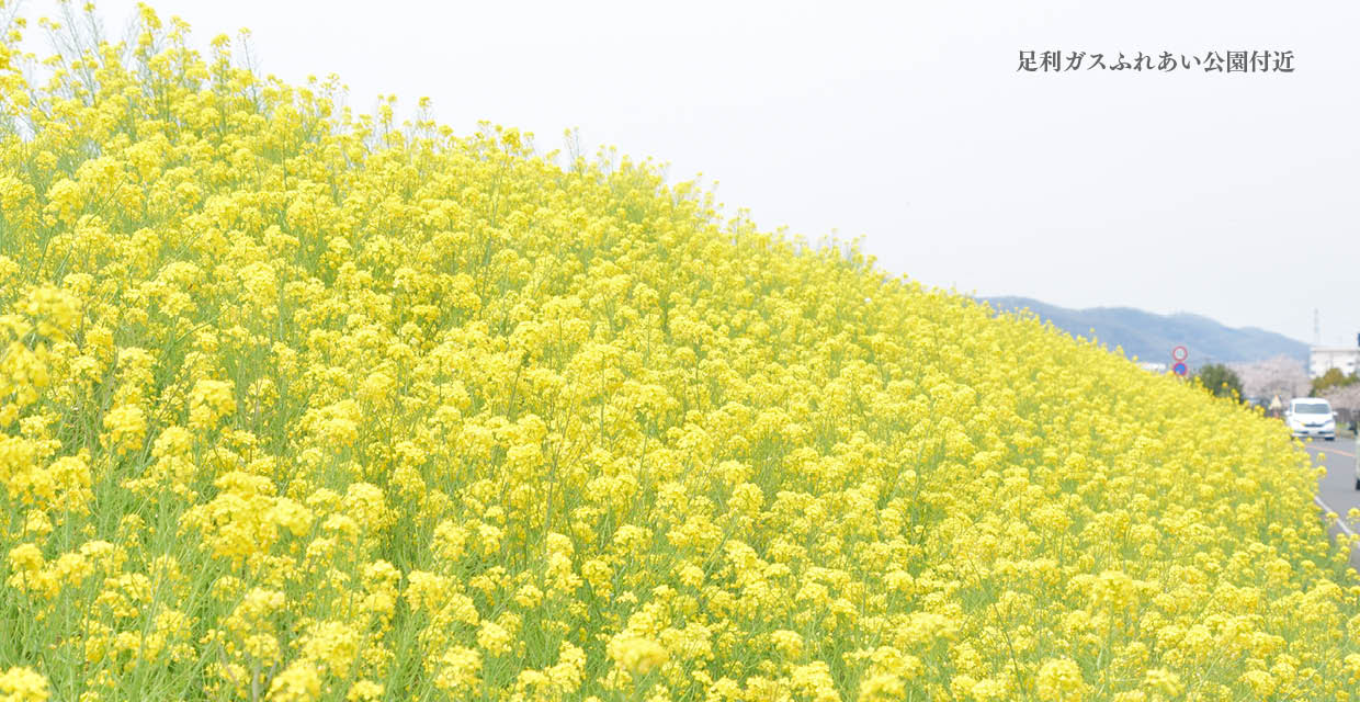 菜の花（足利ガスふれあい公園付近）