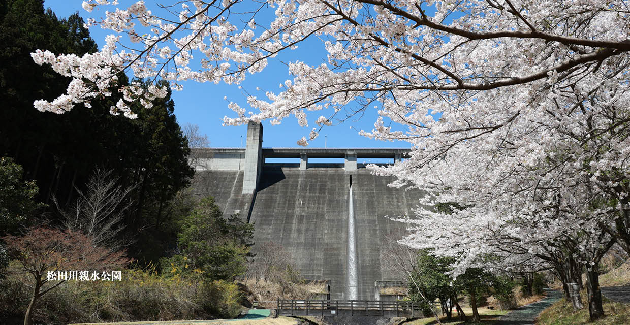 桜（松田川親水公園）